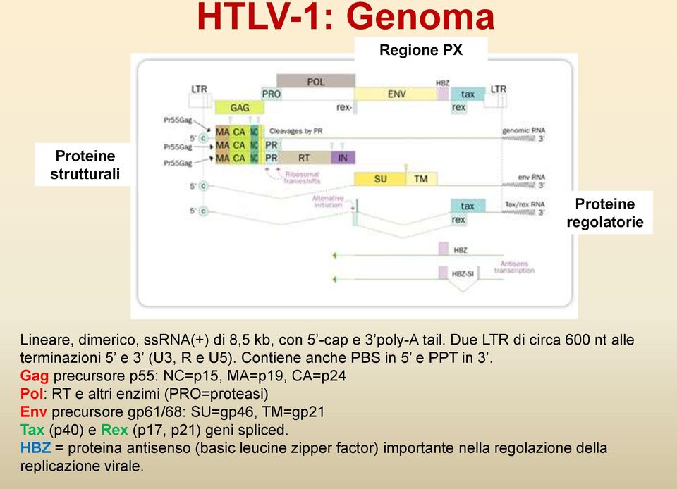 Gag precursore p55: NC=p15, MA=p19, CA=p24 Pol: RT e altri enzimi (PRO=proteasi) Env precursore gp61/68: SU=gp46, TM=gp21 Tax