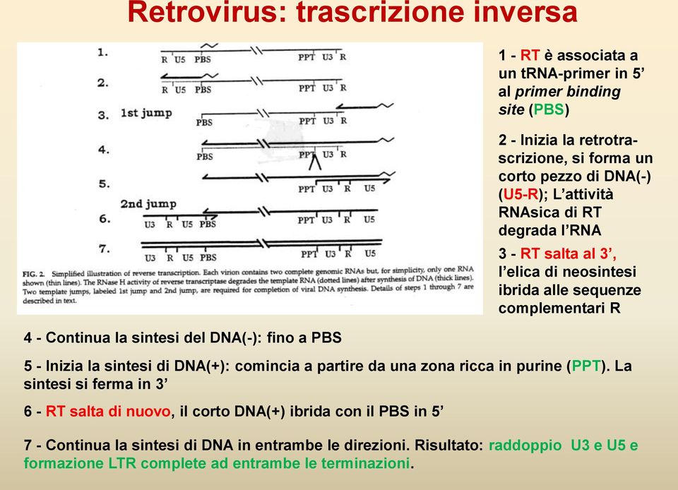 complementari R 5 - Inizia la sintesi di DNA(+): comincia a partire da una zona ricca in purine (PPT).