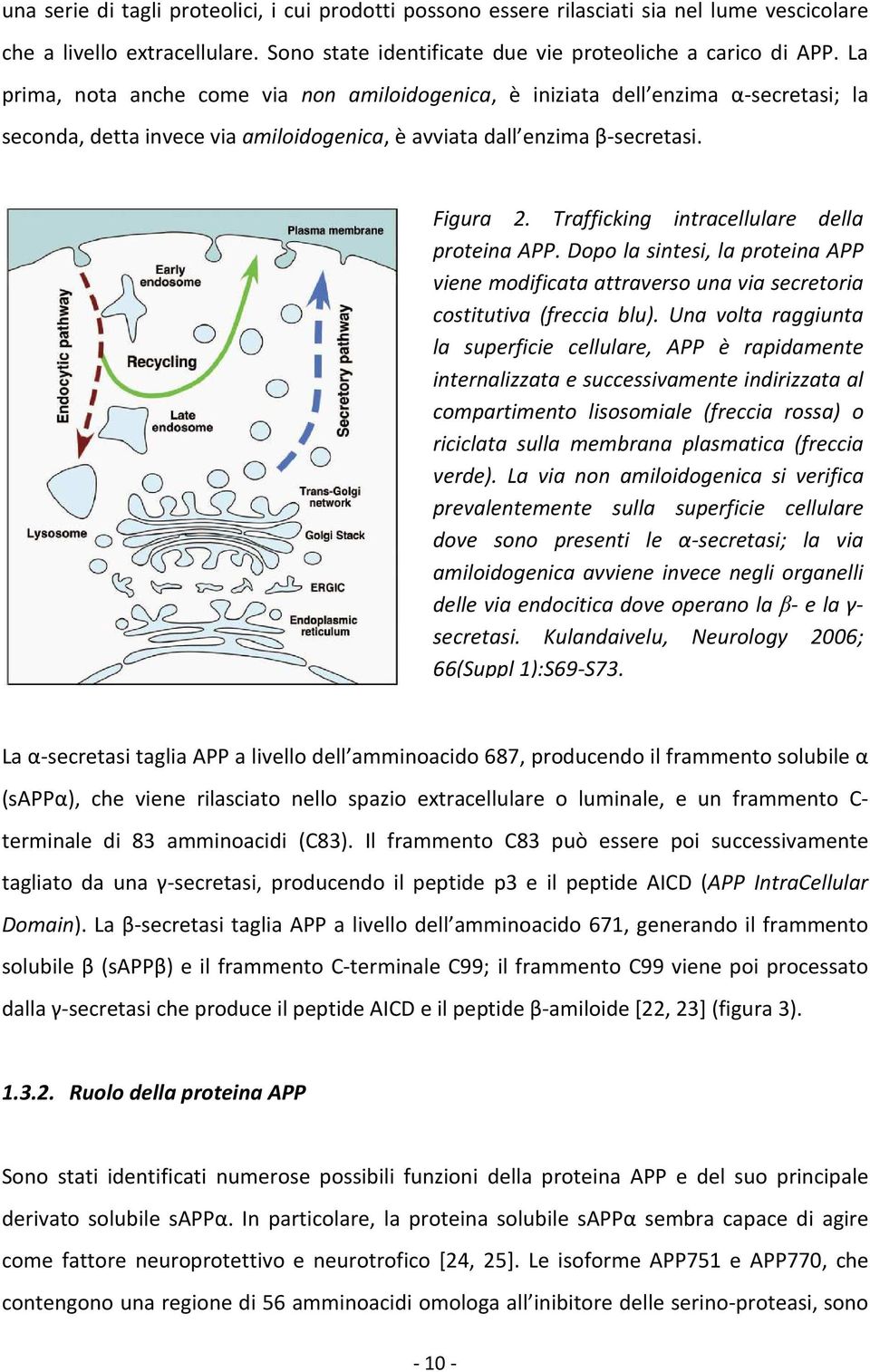 Trafficking intracellulare della proteina APP. Dopo la sintesi, la proteina APP viene modificata attraverso una via secretoria costitutiva (freccia blu).