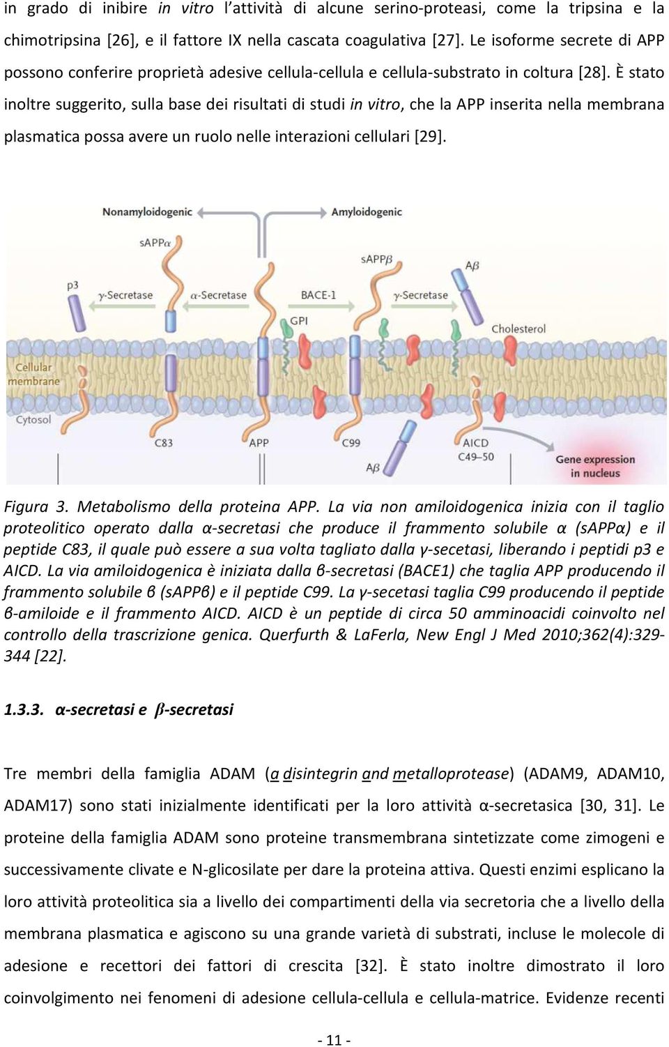 È stato inoltre suggerito, sulla base dei risultati di studi in vitro, che la APP inserita nella membrana plasmatica possa avere un ruolo nelle interazioni cellulari [29]. Figura 3.