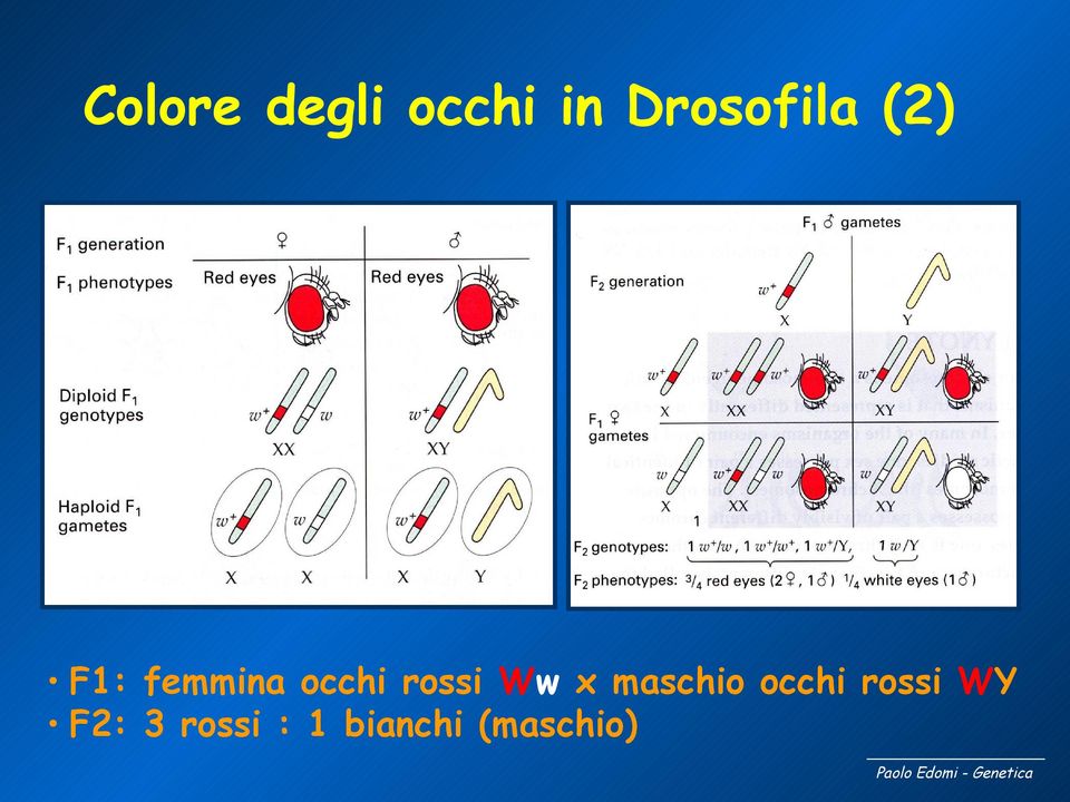 occhi rossi Ww x maschio occhi