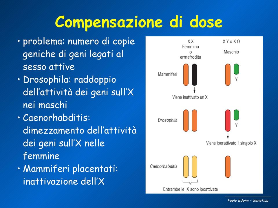 geni sull X nei maschi Caenorhabditis: dimezzamento dell attività