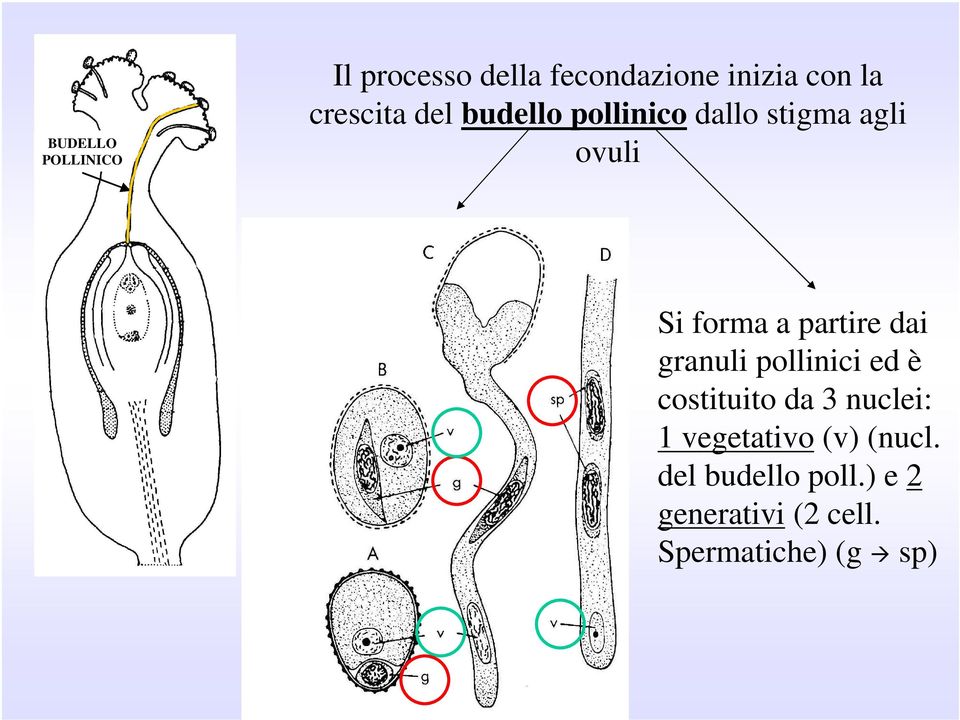 partire dai granuli pollinici ed è costituito da 3 nuclei: 1