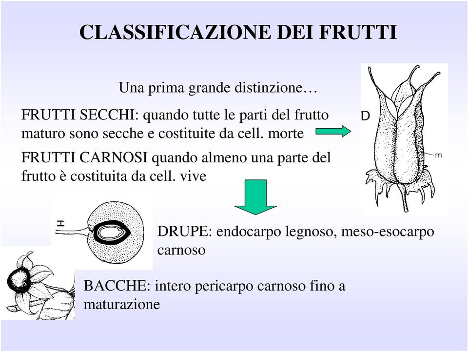 morte FRUTTI CARNOSI quando almeno una parte del frutto è costituita da cell.