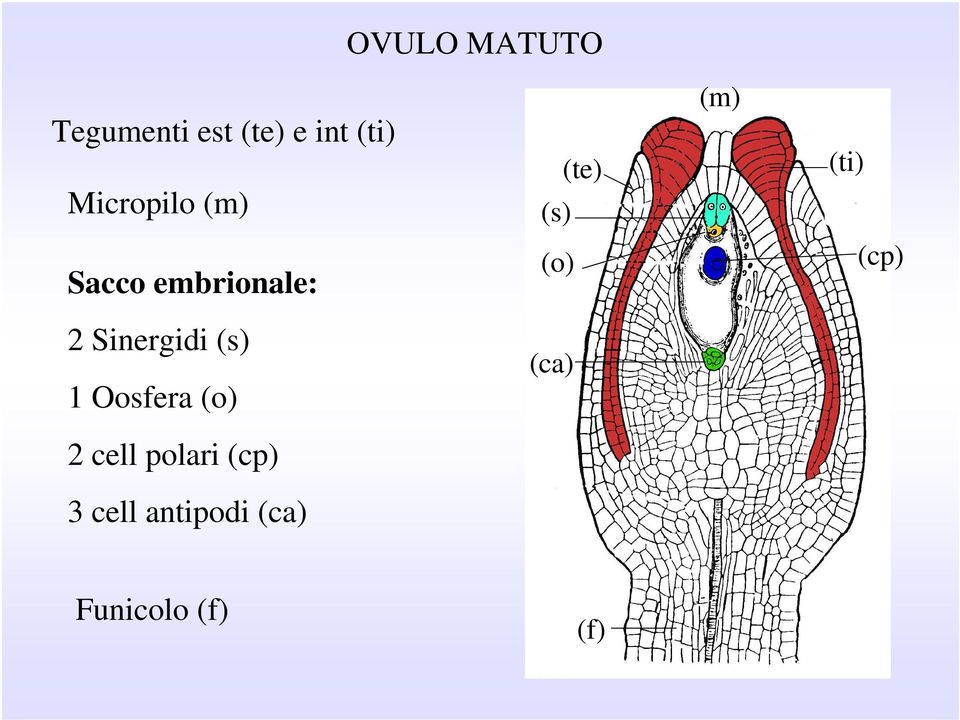 embrionale: (o) (cp) 2 Sinergidi (s) 1 Oosfera