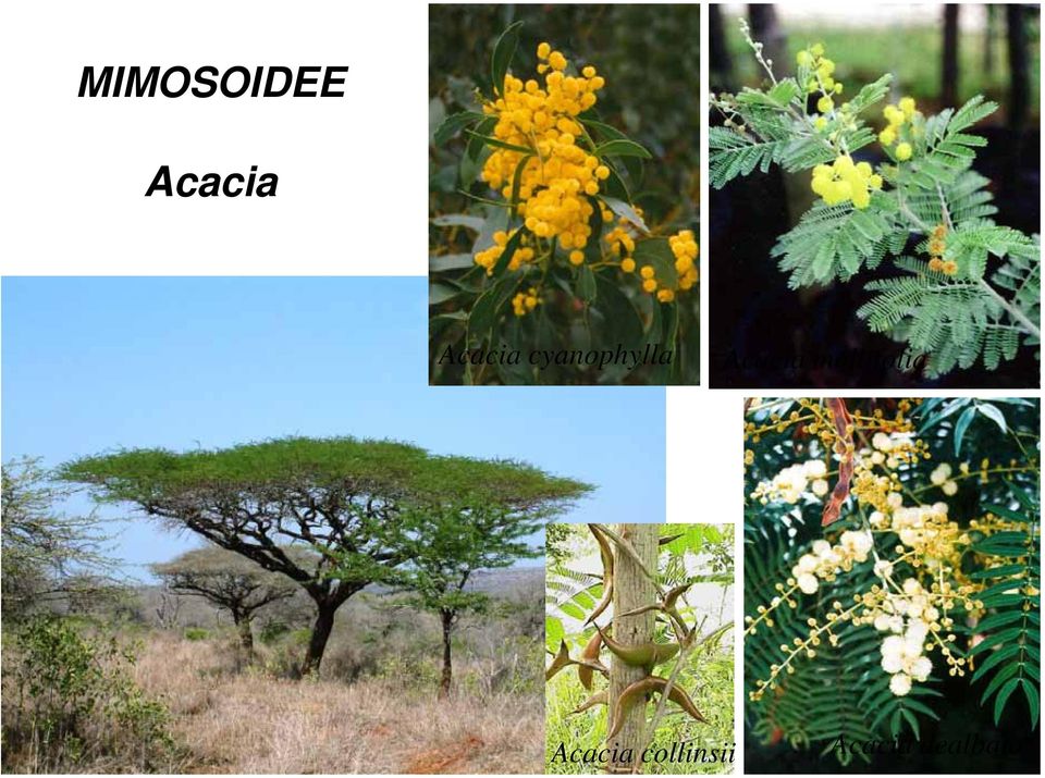 Acacia mollifolia
