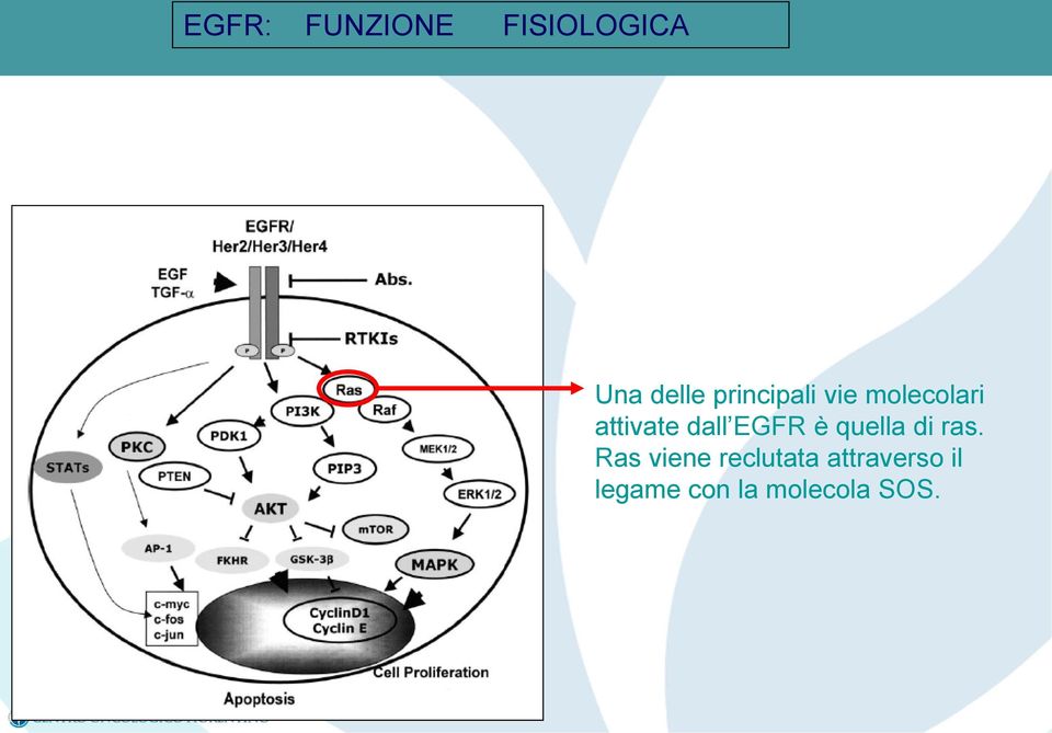 EGFR è quella di ras.