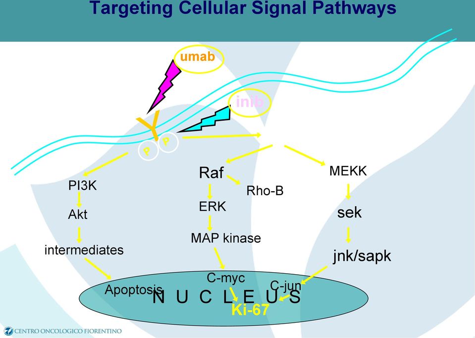 kinase intermediates Apoptosis C-myc