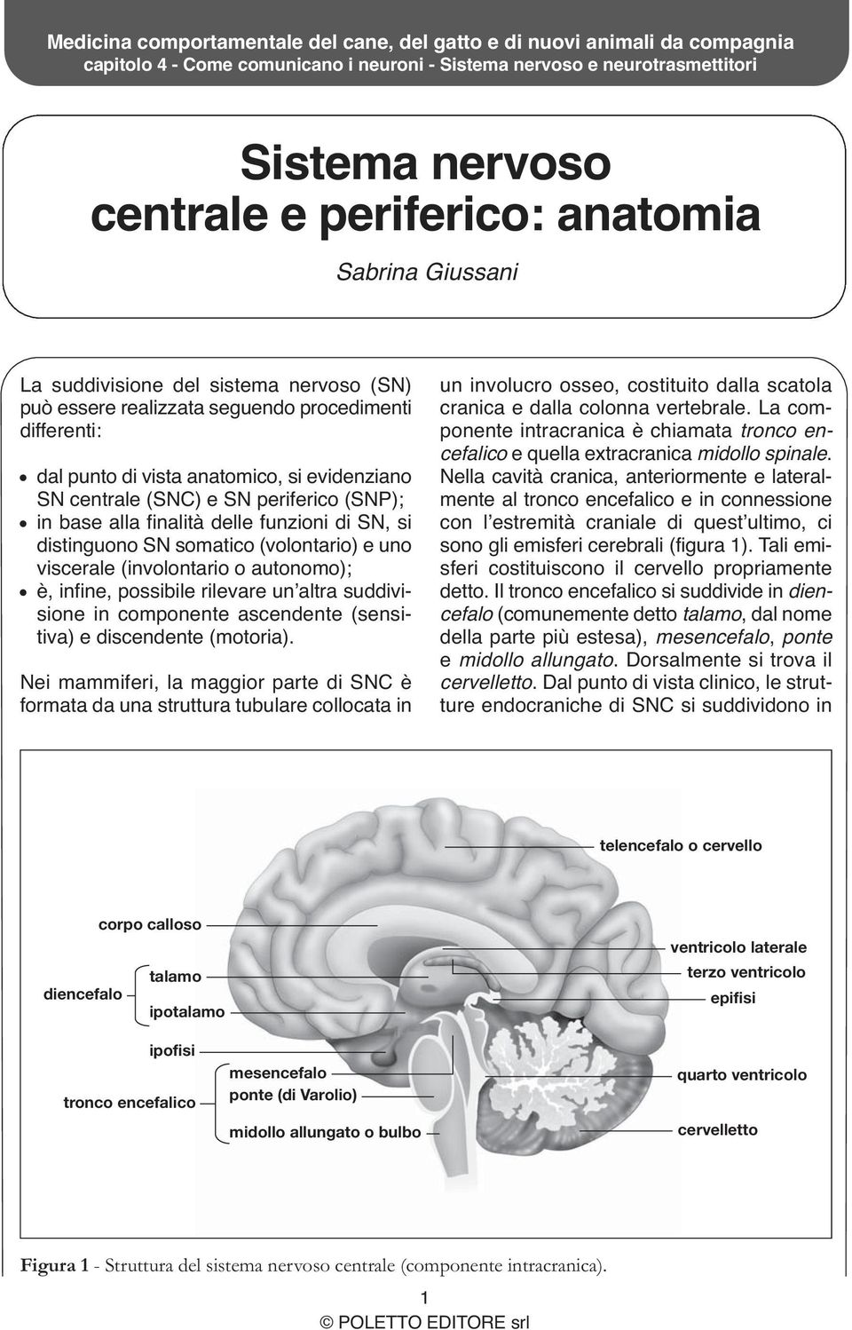 possibile rilevare unʼaltra suddivisione in componente ascendente (sensitiva) e discendente (motoria).