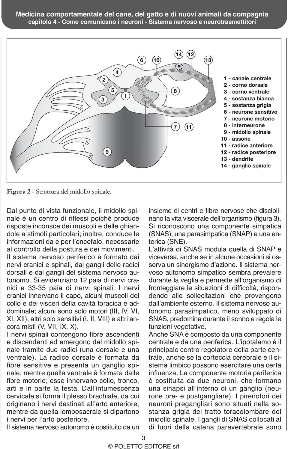 Dal punto di vista funzionale, il midollo spinale è un centro di riflessi poiché produce risposte inconsce dei muscoli e delle ghiandole a stimoli particolari; inoltre, conduce le informazioni da e