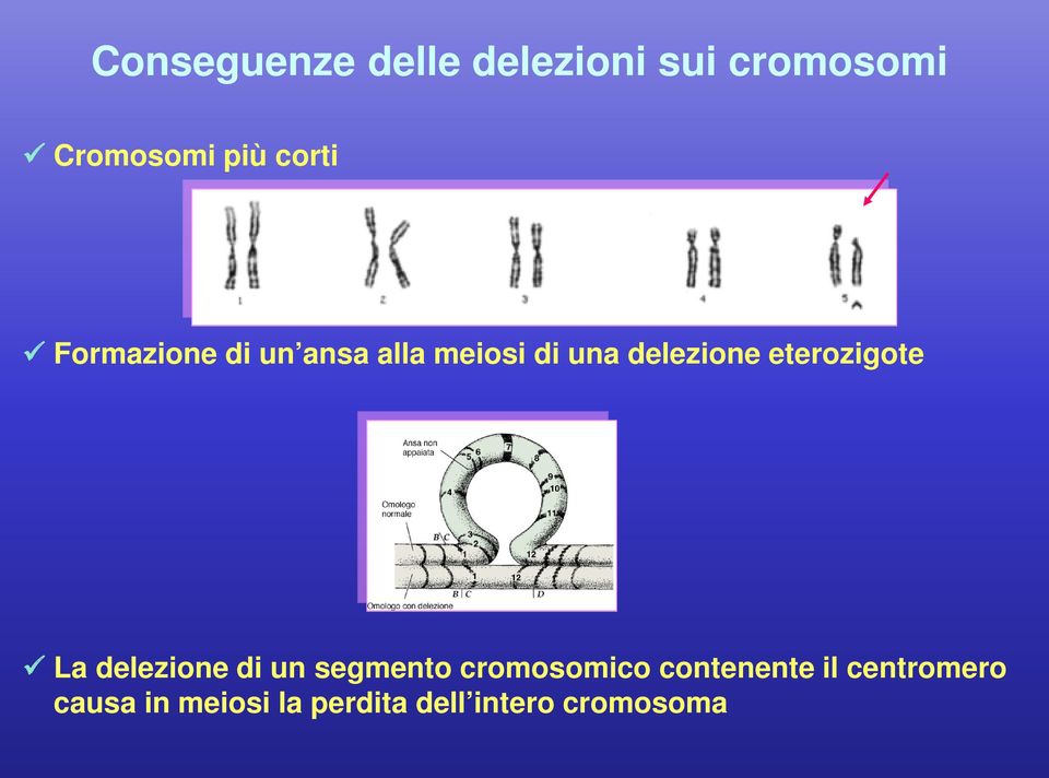 eterozigote La delezione di un segmento cromosomico