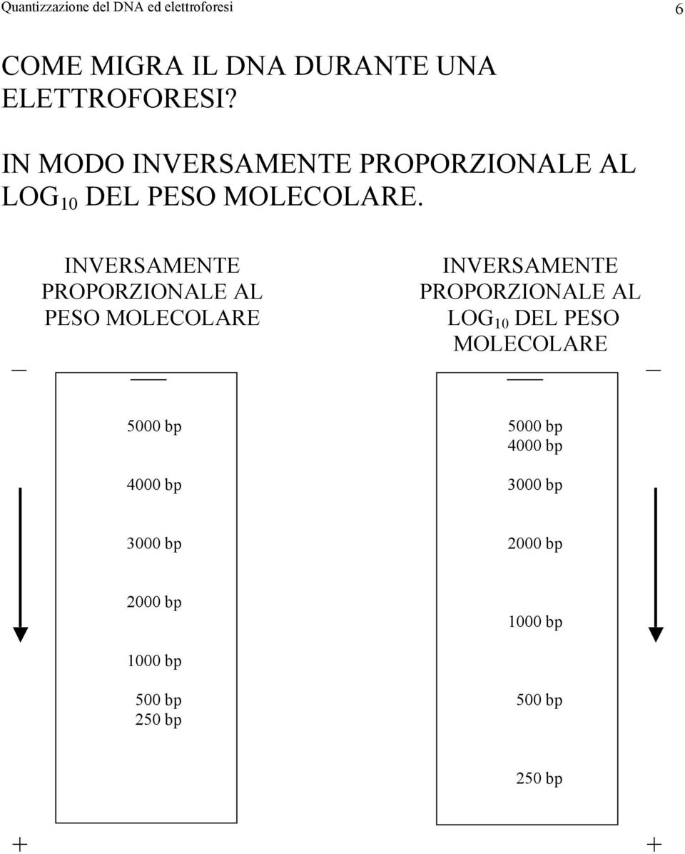 _ INVERSAMENTE PROPORZIONALE AL PESO MOLECOLARE INVERSAMENTE PROPORZIONALE AL LOG 10 DEL