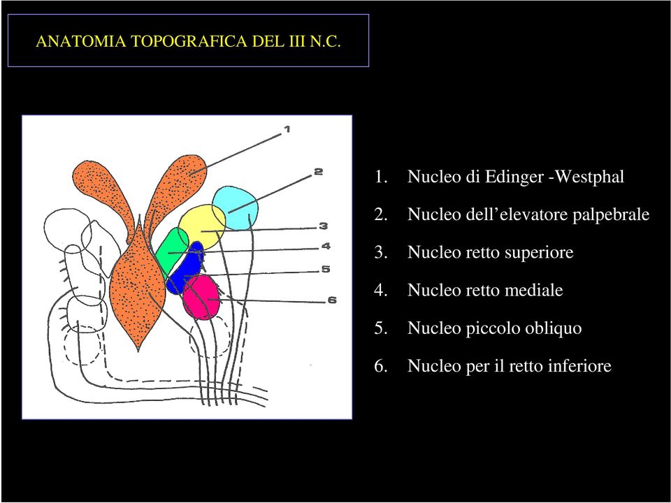 Nucleo dell elevatore palpebrale 3.