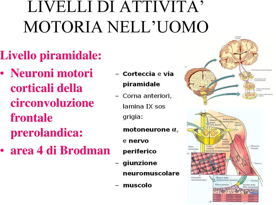 motori corticali della