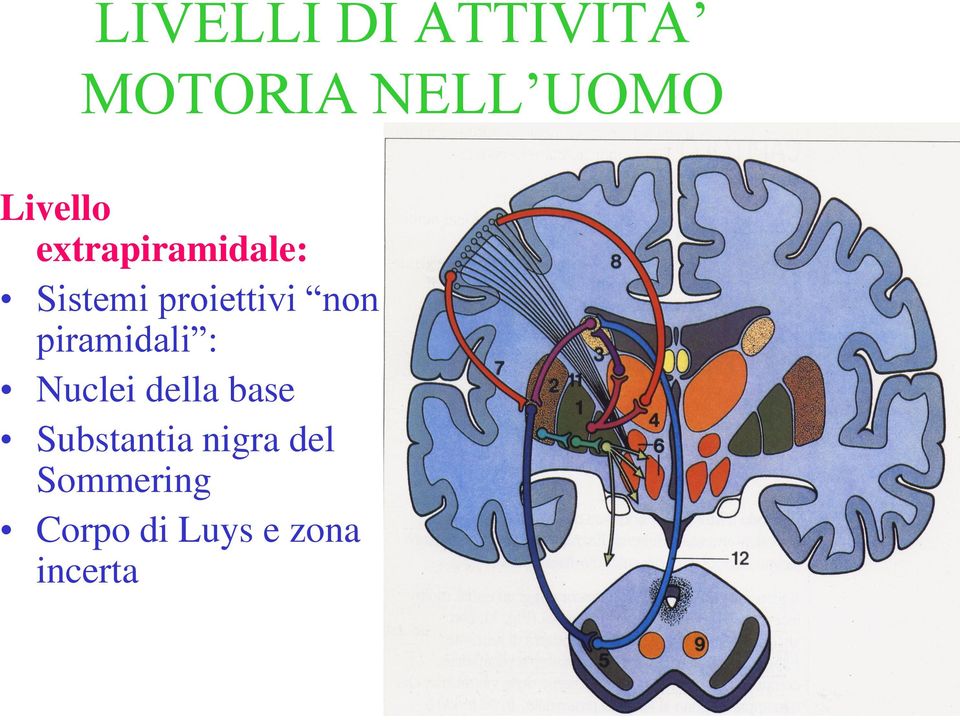 non piramidali : Nuclei della base