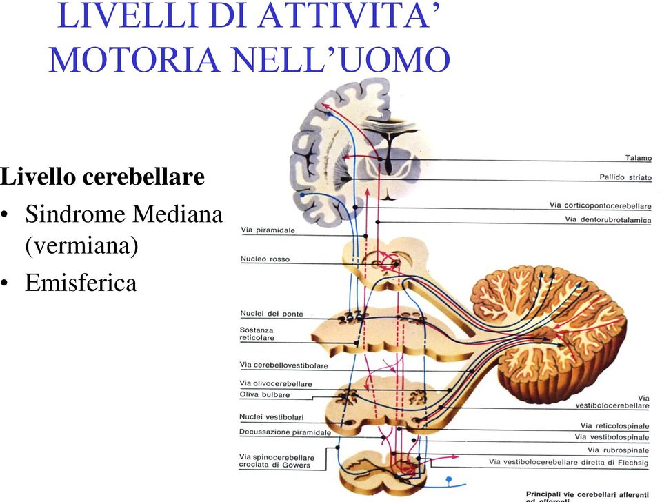 Livello cerebellare