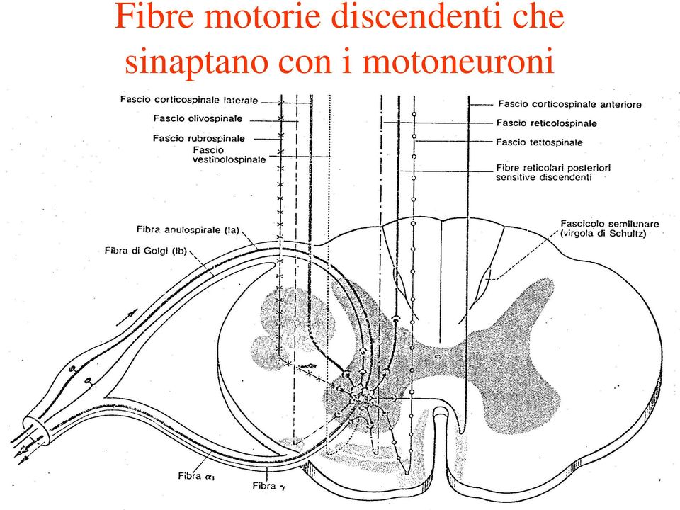 che sinaptano