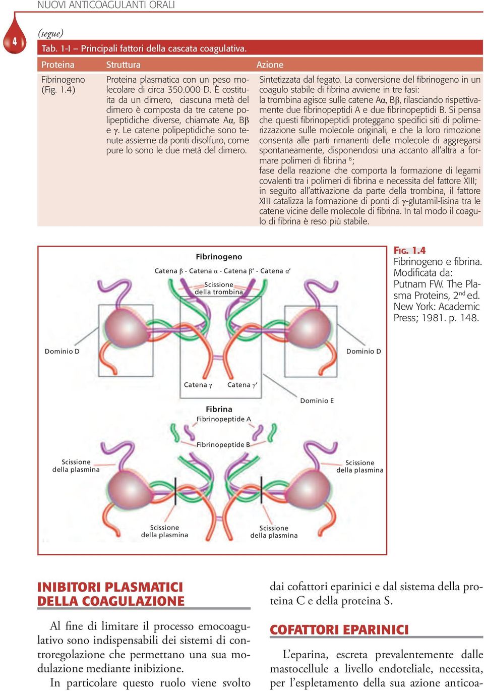 Le catene polipeptidiche sono tenute assieme da ponti disolfuro, come pure lo sono le due metà del dimero. Sintetizzata dal fegato.