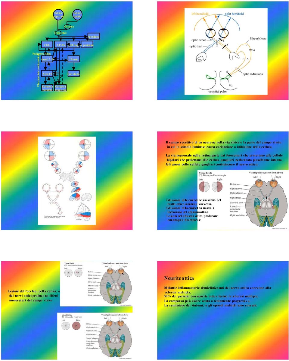 visiva è la parte del campo visvio in cui lo stimolo luminoso causa eccitazione o inibizione della cellula.