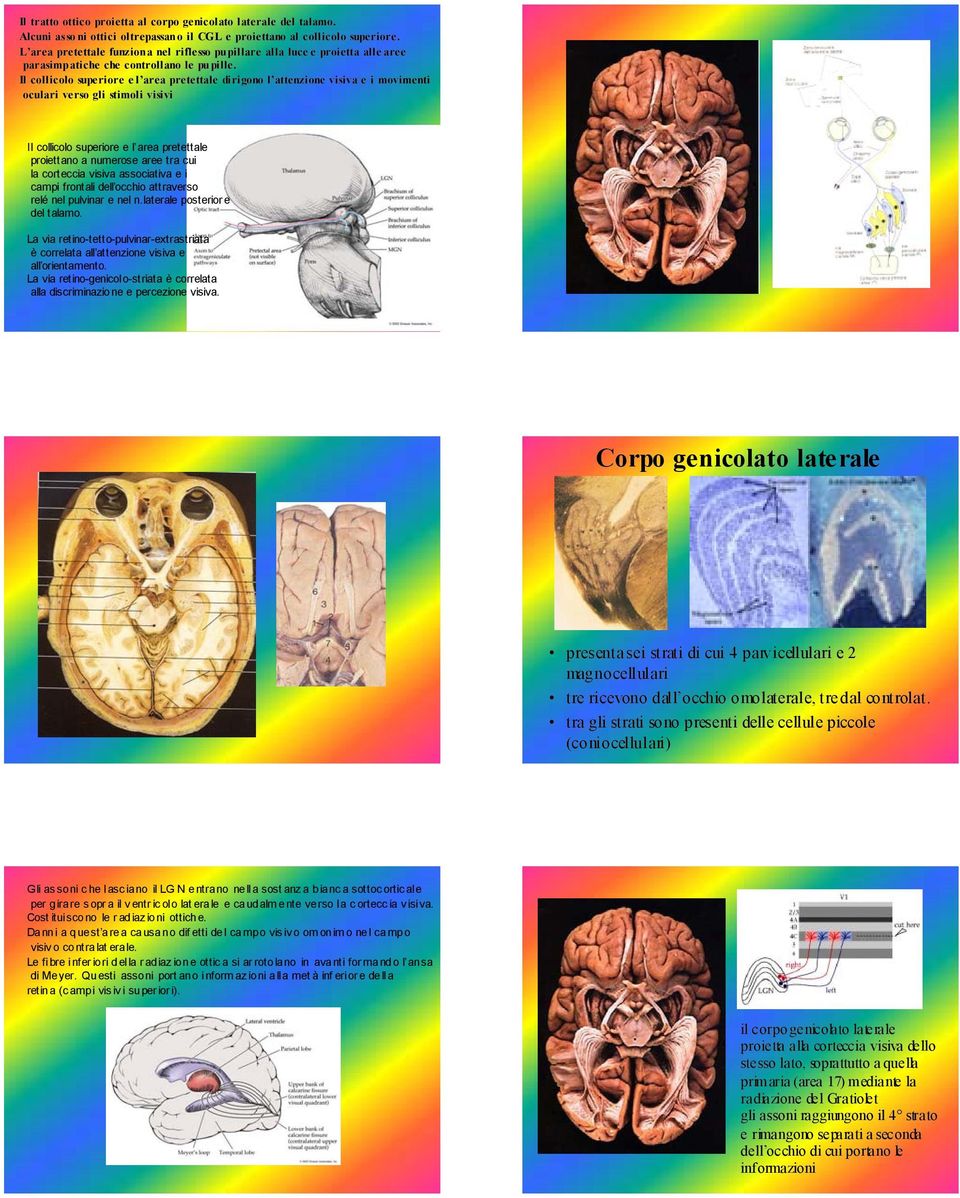 Il collicolo superiore e l area pretettale dirigono l attenzione visiva e i movimenti oculari verso gli stimoli visivi Il collicolo superiore e l area pretettale proiettano a numerose aree tra cui la