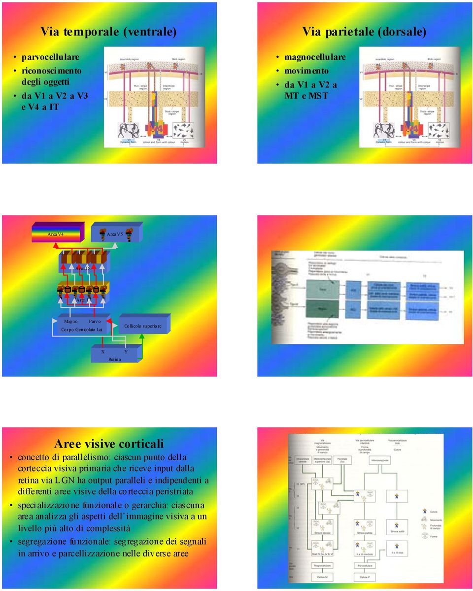 che riceve input dalla retina via LGN ha output paralleli e indipendenti a differenti aree visive della corteccia peristri ata speci alizzazione funzional e o gerarchia: cias cuna