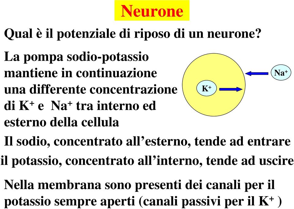 tra interno ed esterno della cellula Il sodio, concentrato all esterno, tende ad entrare il