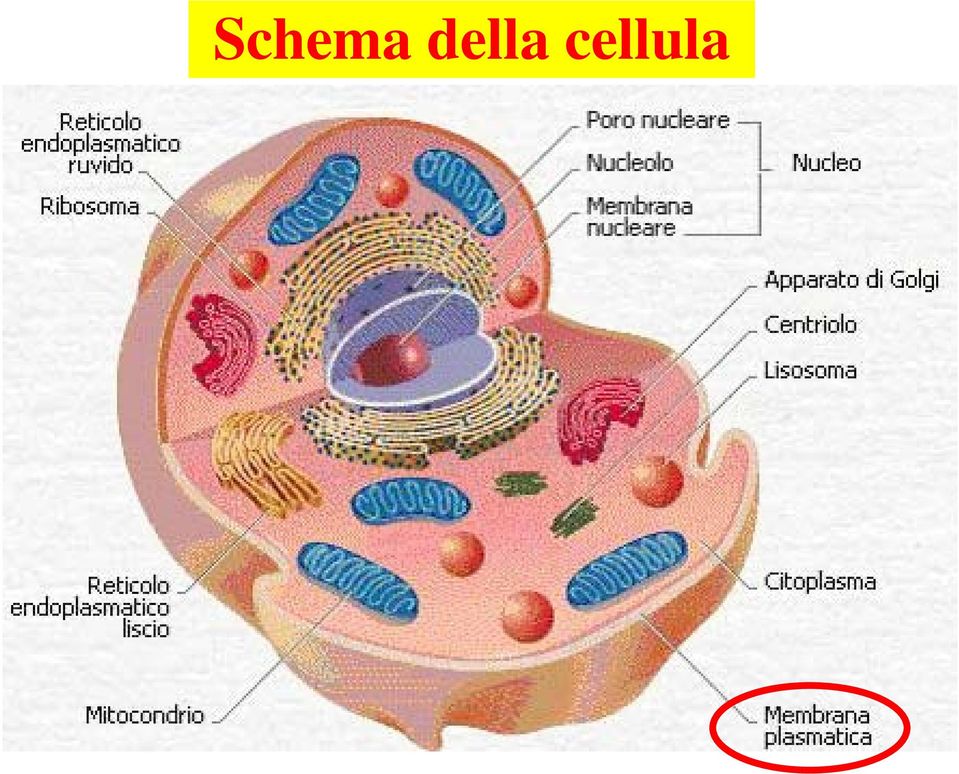 cellula