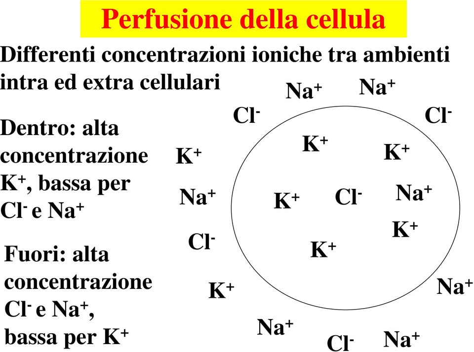 concentrazione K K K K, bassa per Na Cl - Na Cl - e Na K Cl - K