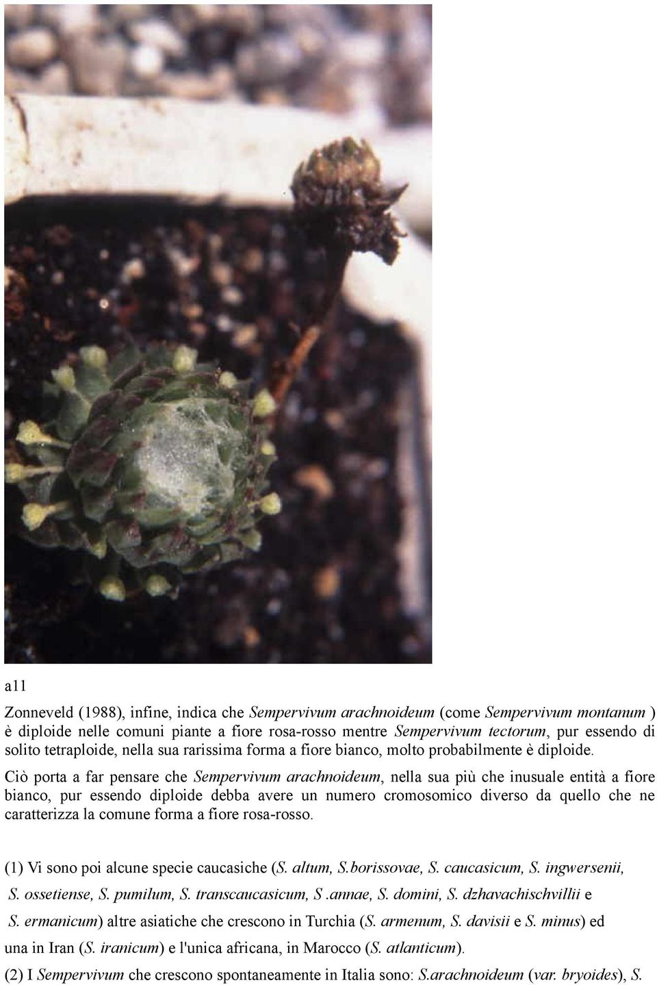 Ciò porta a far pensare che Sempervivum arachnoideum, nella sua più che inusuale entità a fiore bianco, pur essendo diploide debba avere un numero cromosomico diverso da quello che ne caratterizza la