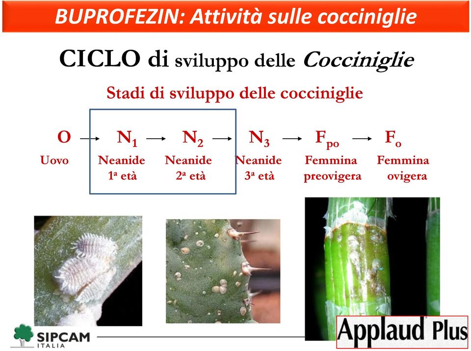 cocciniglie O N 1 N 2 N 3 F po F o Uovo Neanide Neanide