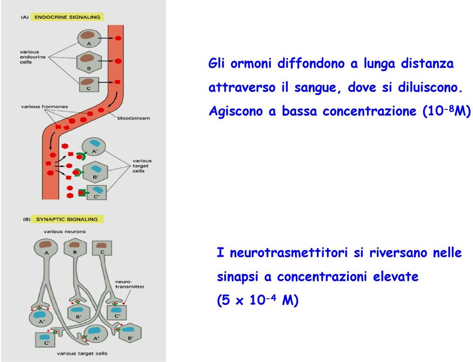 Agiscono a bassa concentrazione (10-8 M) I