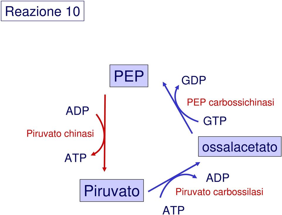 GDP PEP carbossichinasi GTP