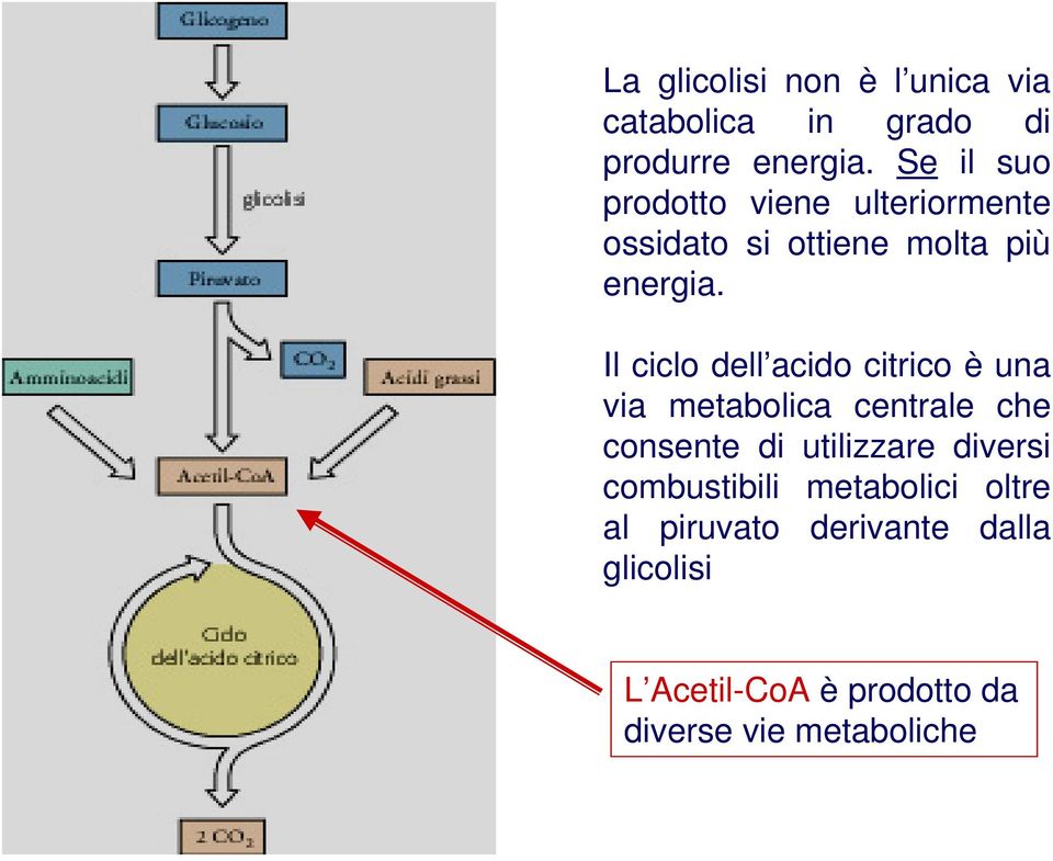Il ciclo dell acido citrico è una via metabolica centrale che consente di utilizzare