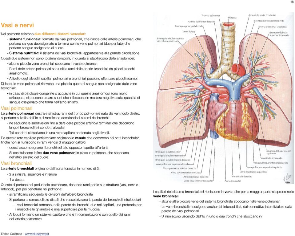 Questi due sistemi non sono totalmente isolati, in quanto si stabiliscono delle anastomosi: - alcune piccole vene bronchiali sboccano in vene polmonari - Rami delle arterie polmonari son uniti a rami
