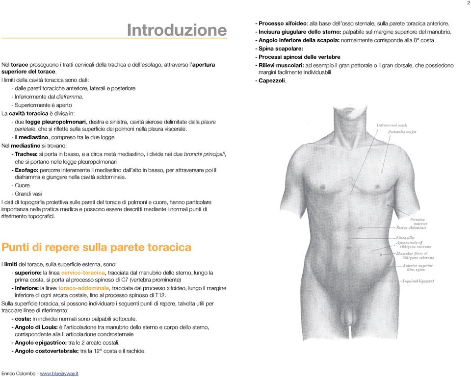 - Superiormente è aperto La cavità toracica è divisa in: - due logge pleuropolmonari, destra e sinistra, cavità sierose delimitate dalla pleura parietale, che si riflette sulla superficie dei polmoni