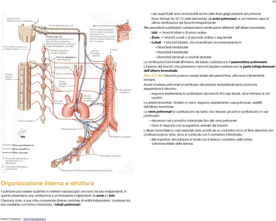 Alle precedenti suddivisioni corrispondono ramificazioni differenti dell albero bronchiale: - lobi bronchi lobari o di primo ordine - Zone bronchi zonali o di secondo ordine o segmentali - Lobuli