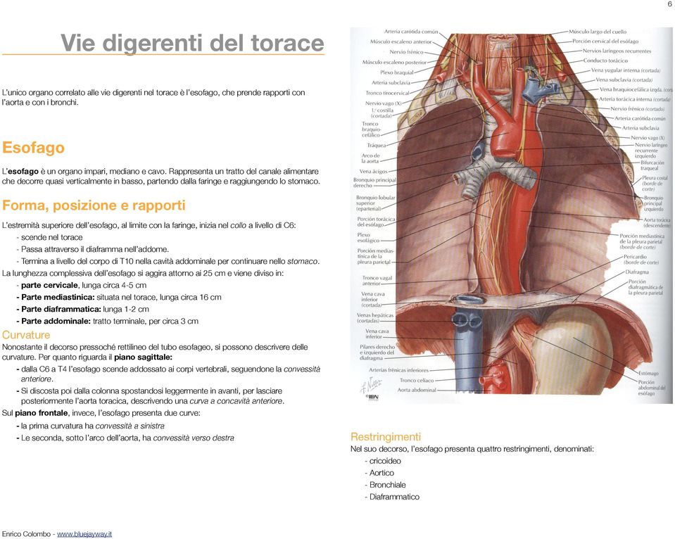 Forma, posizione e rapporti L estremità superiore dell esofago, al limite con la faringe, inizia nel collo a livello di C6: - scende nel torace - Passa attraverso il diaframma nell addome.