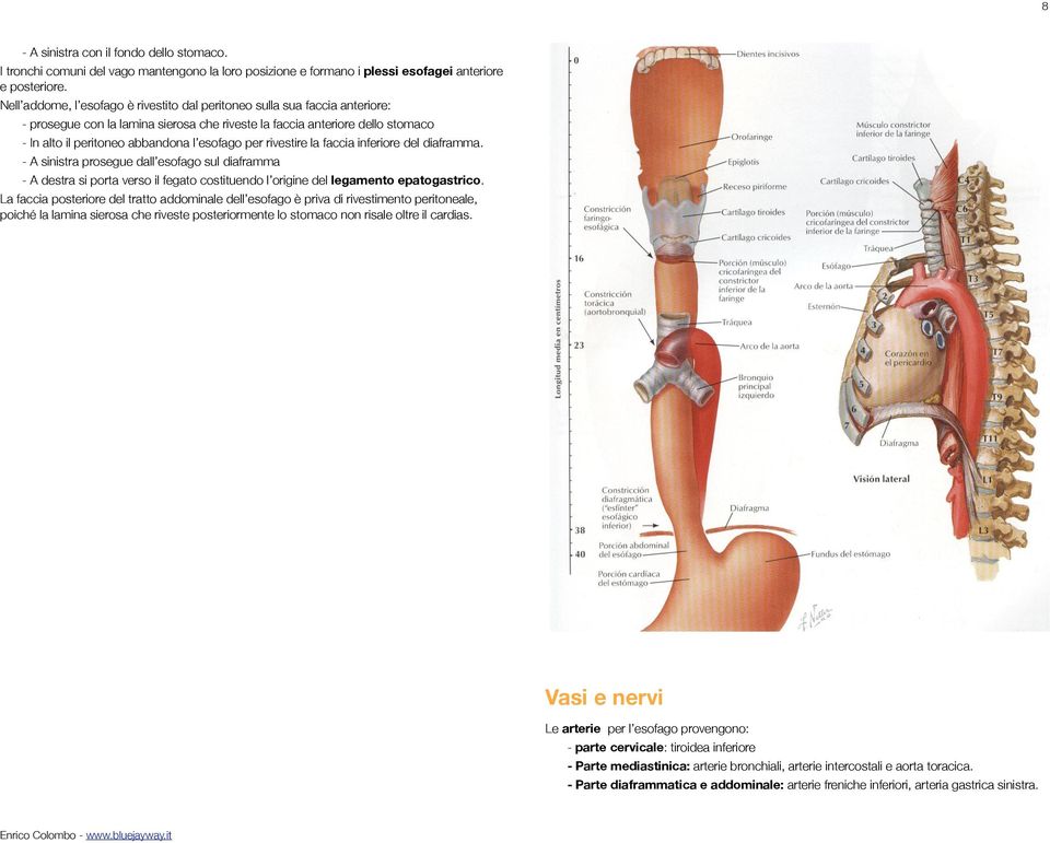 per rivestire la faccia inferiore del diaframma. - A sinistra prosegue dall esofago sul diaframma - A destra si porta verso il fegato costituendo l origine del legamento epatogastrico.