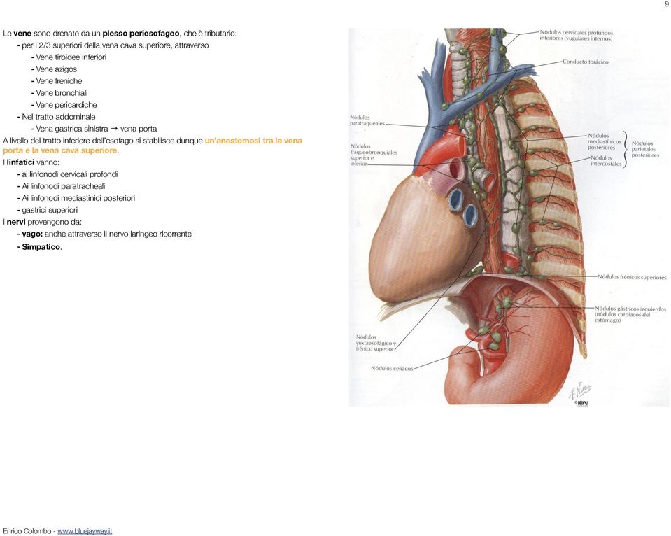 dell esofago si stabilisce dunque un anastomosi tra la vena porta e la vena cava superiore.