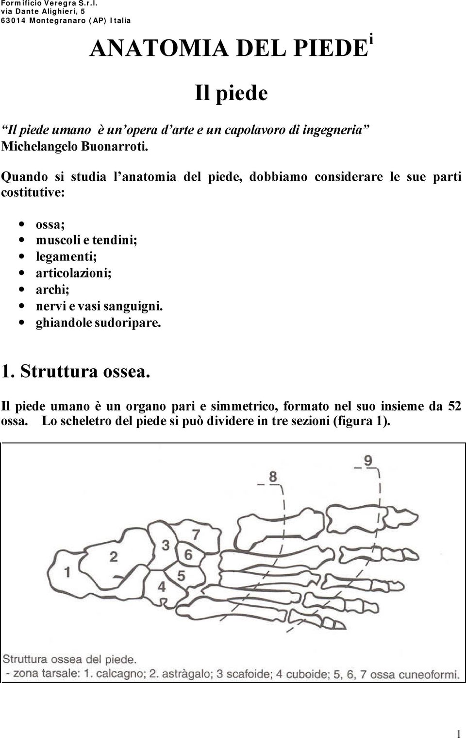 legamenti; articolazioni; archi; nervi e vasi sanguigni. ghiandole sudoripare. 1. Struttura ossea.