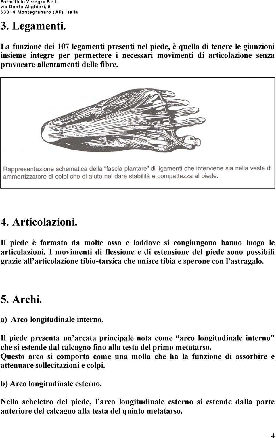 Articolazioni. Il piede è formato da molte ossa e laddove si congiungono hanno luogo le articolazioni.