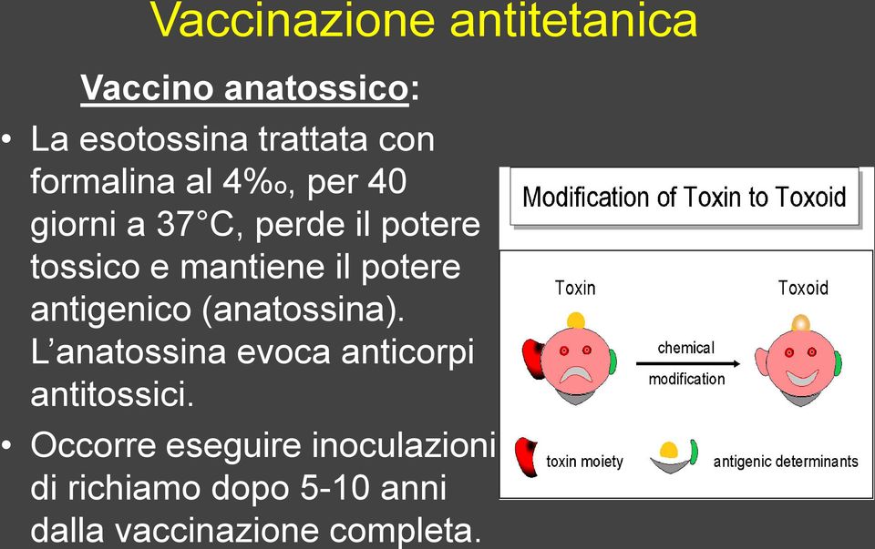 potere antigenico (anatossina). L anatossina evoca anticorpi antitossici.