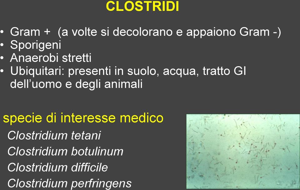 dell uomo e degli animali specie di interesse medico Clostridium