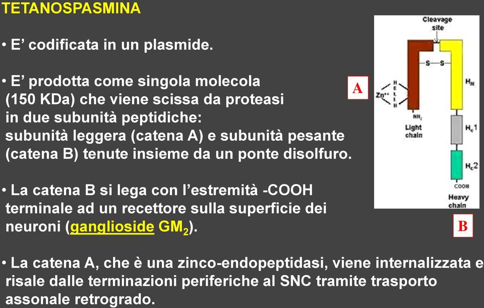 A) e subunità pesante (catena B) tenute insieme da un ponte disolfuro.