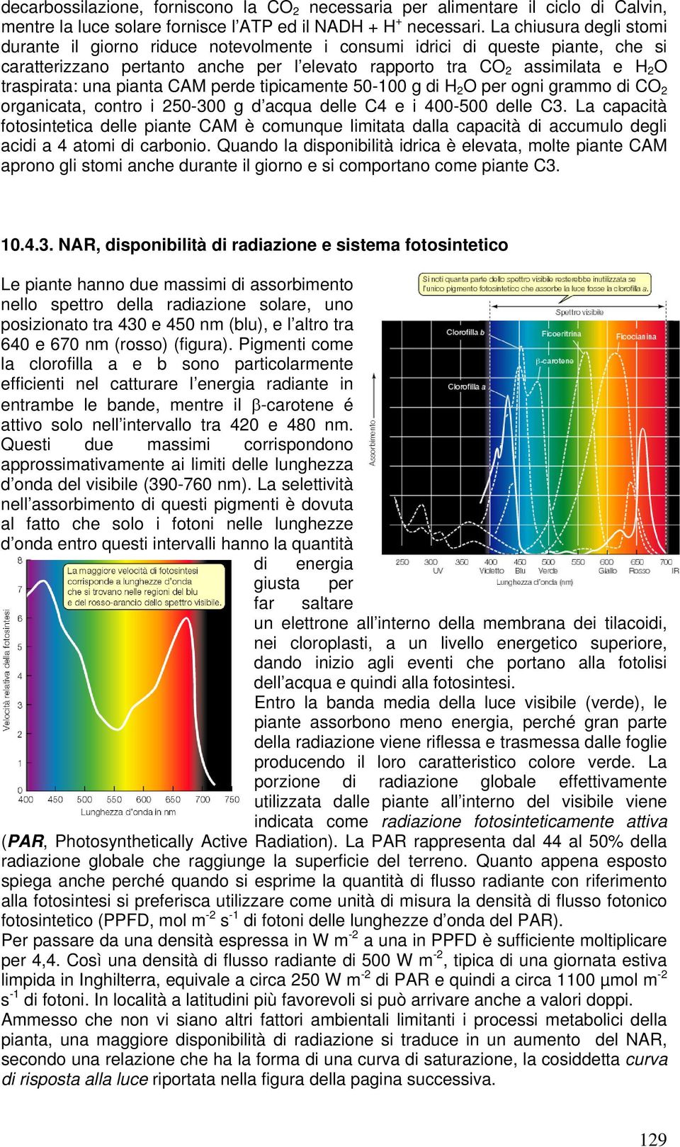 una pianta CAM perde tipicamente 50-100 g di H 2 O per ogni grammo di CO 2 organicata, contro i 250-300 g d acqua delle C4 e i 400-500 delle C3.