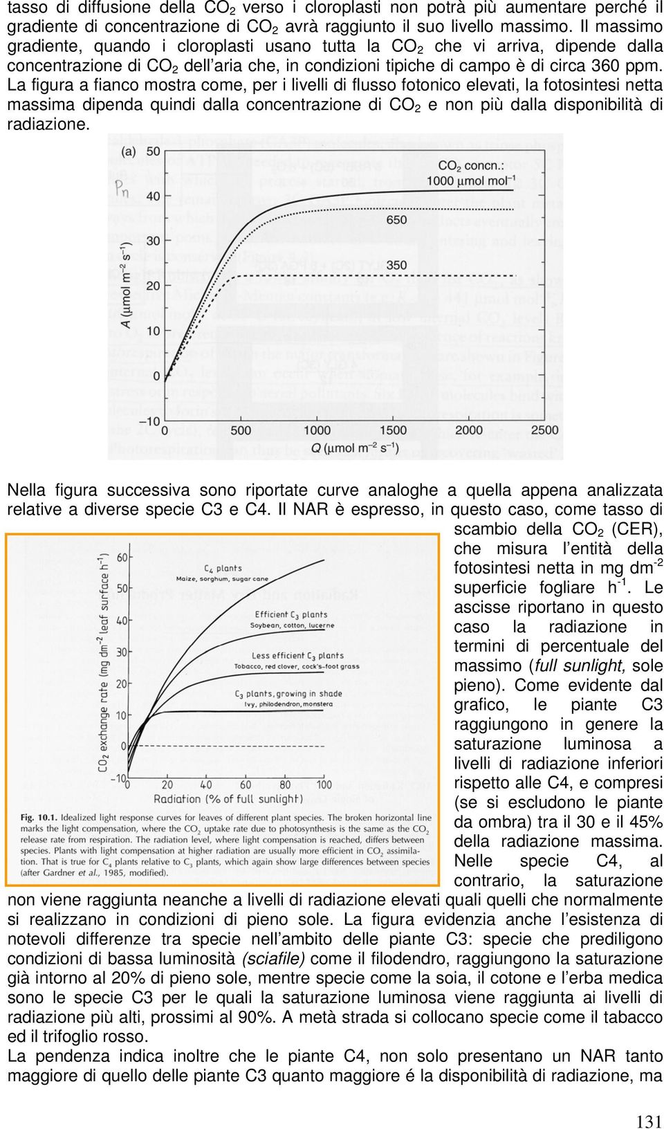 La figura a fianco mostra come, per i livelli di flusso fotonico elevati, la fotosintesi netta massima dipenda quindi dalla concentrazione di CO 2 e non più dalla disponibilità di radiazione.