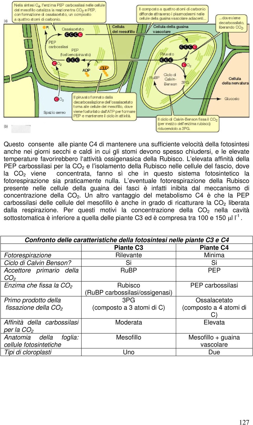 L elevata affinità della PEP carbossilasi per la CO 2 e l isolamento della Rubisco nelle cellule del fascio, dove la CO 2 viene concentrata, fanno sì che in questo sistema fotosintetico la