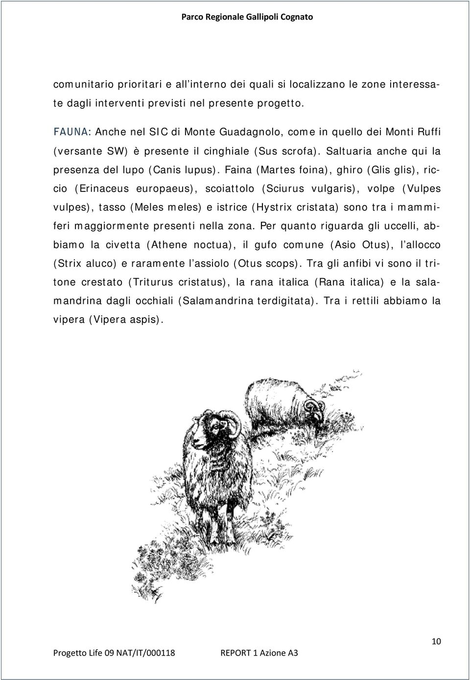 Faina (Martes foina), ghiro (Glis glis), riccio (Erinaceus europaeus), scoiattolo (Sciurus vulgaris), volpe (Vulpes vulpes), tasso (Meles meles) e istrice (Hystrix cristata) sono tra i mammiferi