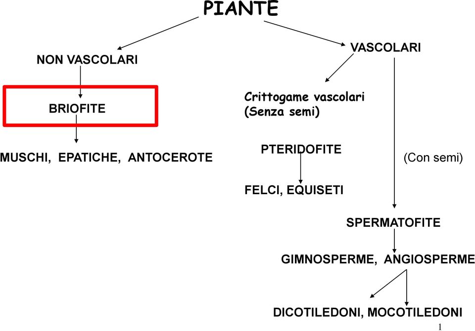 PTERIDOFITE (Con semi) FELCI, EQUISETI SPERMATOFITE