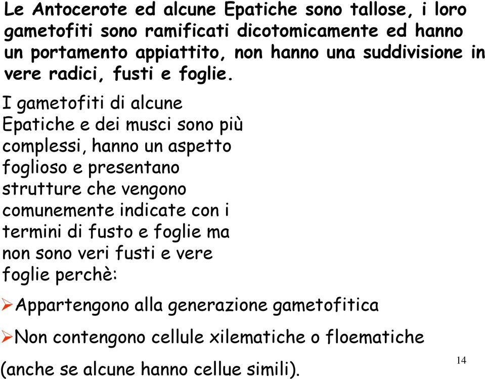 I gametofiti di alcune Epatiche e dei musci sono più complessi, hanno un aspetto foglioso e presentano strutture che vengono comunemente